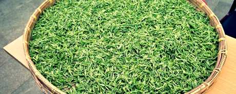 太湖碧螺春属于什么茶？