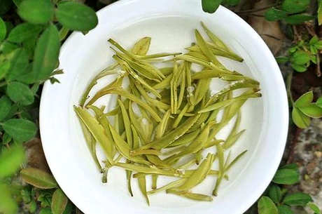 太湖碧螺春属于什么茶？