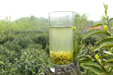 太湖碧螺春属于什么茶？