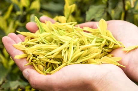 什么茶是金芽？