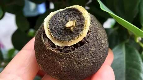 夏天适合喝小青柑吗？