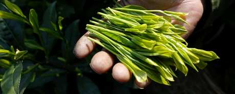 太平猴魁茶的特点