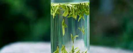 黄山毛峰是绿茶还是红茶