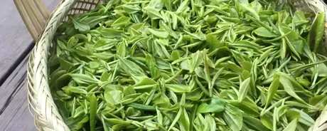 什么茶是永川秀芽？