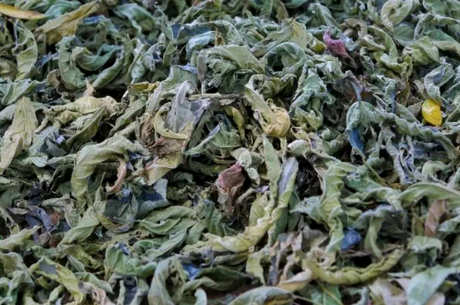 鹧鸪茶谁不适合喝？