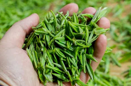什么是细绿茶？