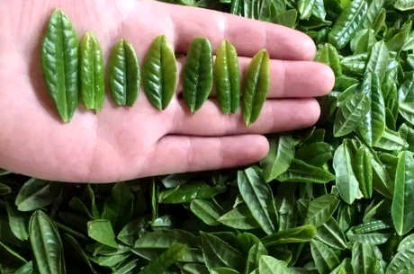六安瓜片什么茶？