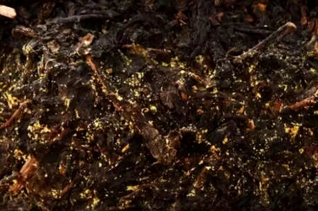 茯砖茶的危害