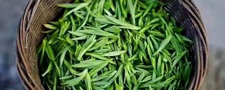 安吉白茶属于什么茶？