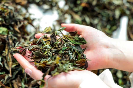 怎样蒸老白茶？