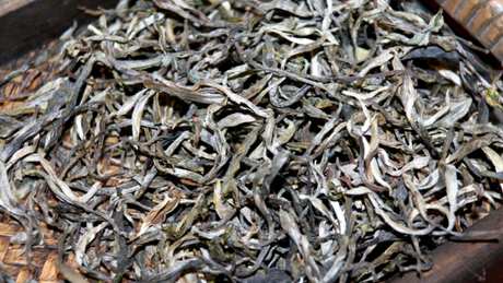 古树茶滑竹梁子的特点