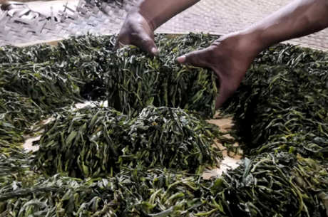古树茶滑竹梁子的特点