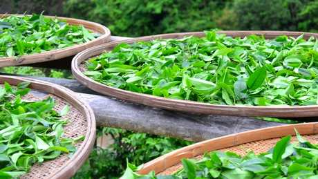 茶的种类有哪些？