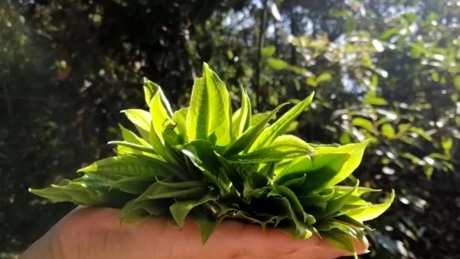 麻黑古树茶的特点