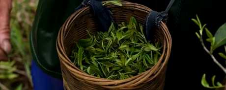 白茶属于红茶还是绿茶