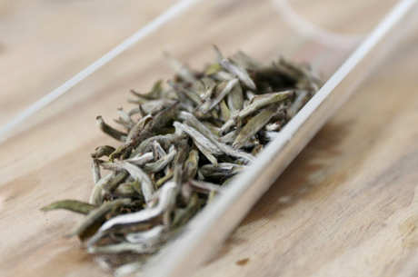福鼎大白茶是什么茶？
