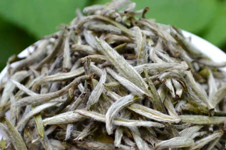 什么茶是白茶？