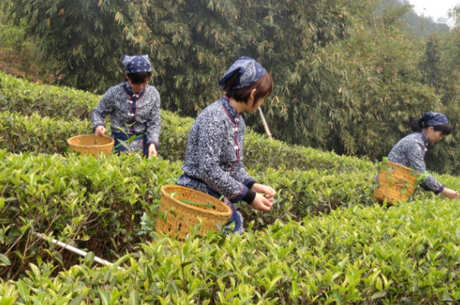 茶叶的起源