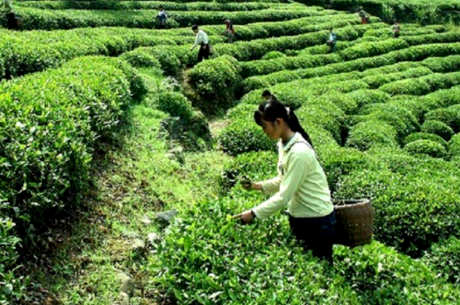 福鼎白茶产地