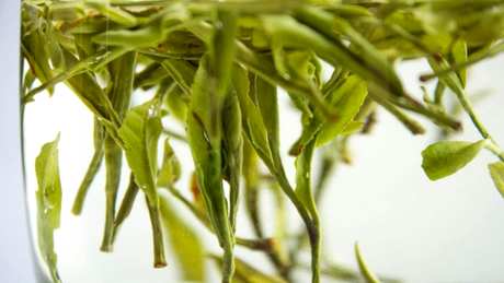 黄山毛峰属于什么茶？