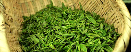 什么是信阳毛尖茶？