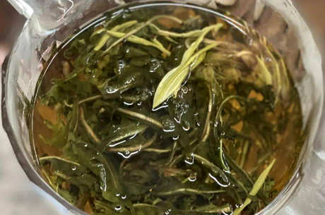 蒲公英茶能天天喝吗？