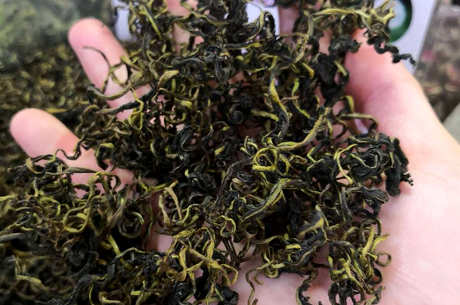 蒲公英茶能天天喝吗？