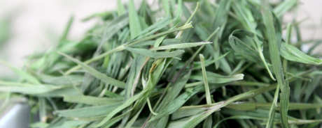 禁忌竹叶茶