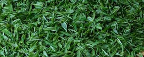信阳毛尖是绿茶吗？