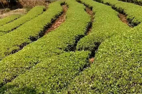 台地茶是什么意思？