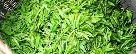绿茶的生产工艺