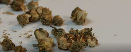 菊花茶属于什么茶？