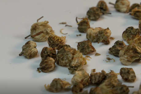 菊花茶属于什么茶？