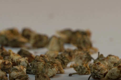 菊花茶属于什么茶？