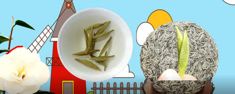 白牡丹属于什么茶？