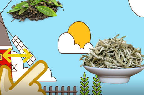 白牡丹属于什么茶？