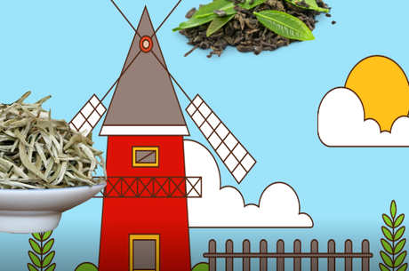 白牡丹属于什么茶？