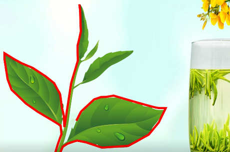 竹叶青是绿茶吗？