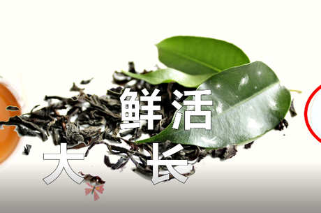 易武古树茶的特点