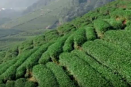 龙井茶产地是四大名茶之一