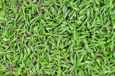 龙井茶产地是四大名茶之一
