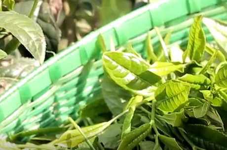 茶叶的种类