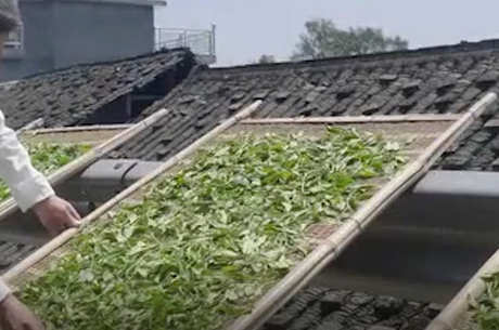 茶叶的种类