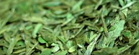 龙井是绿茶吗？
