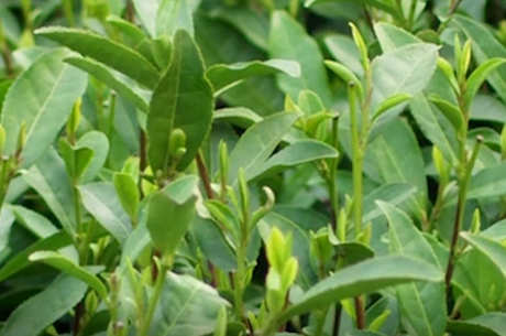 龙井是绿茶吗？