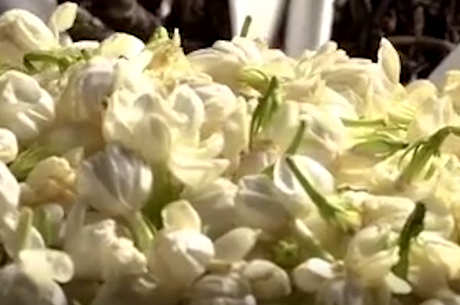 花茶有哪些