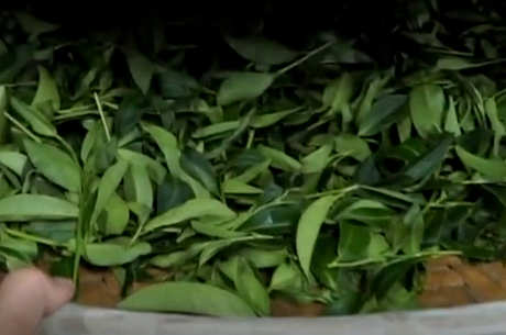 台湾乌龙茶的特点