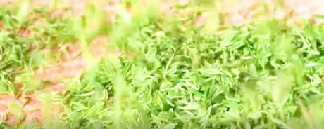 雨花茶属于什么茶？