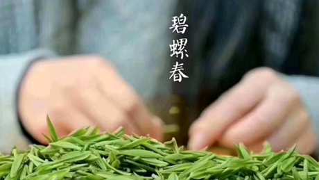 碧螺春的起源和故事