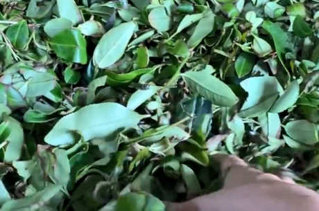 乌龙茶的生产工艺流程
